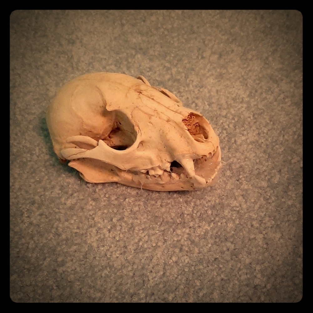 Cat Skull